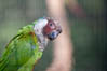 Parrot, Parque das Aves , Foz do Iguaçu