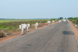 Between Phnom Penh and Siem Reap