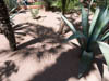 Marrakech, Jardin Majorelle