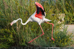 Flamant  - Flamingo - Phoenicopterus