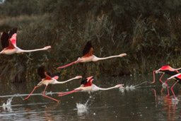 Flamant  - Flamingo - Phoenicopterus