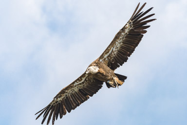 Vautour fauve - Gänsegeier (Rougon)