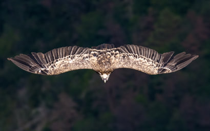 Vautour fauve - Gänsegeier (Rougon)